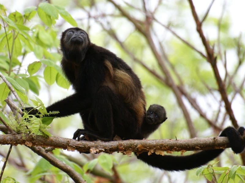 Howler Monkey Electrocuted in Costa Rica