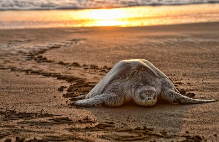 In Costa Rica, Sea turtles come onshore in massive arribada