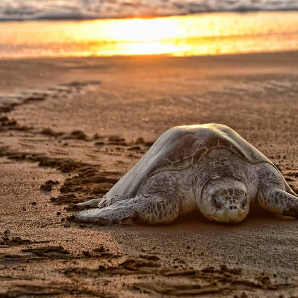 In Costa Rica Sea Turtles Come To Shore In A Massive Arribada – The 