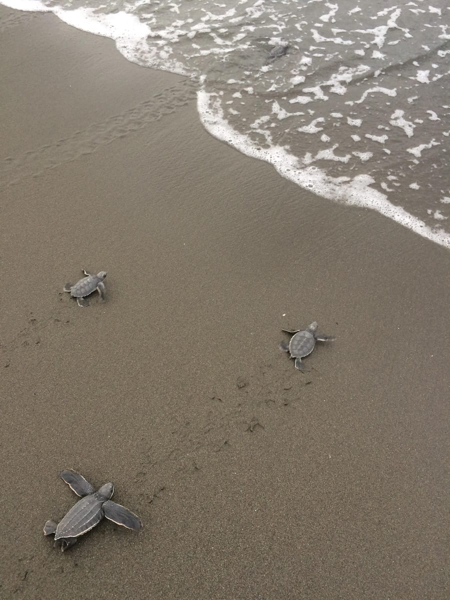 Leatherback Turtles Costa Rica