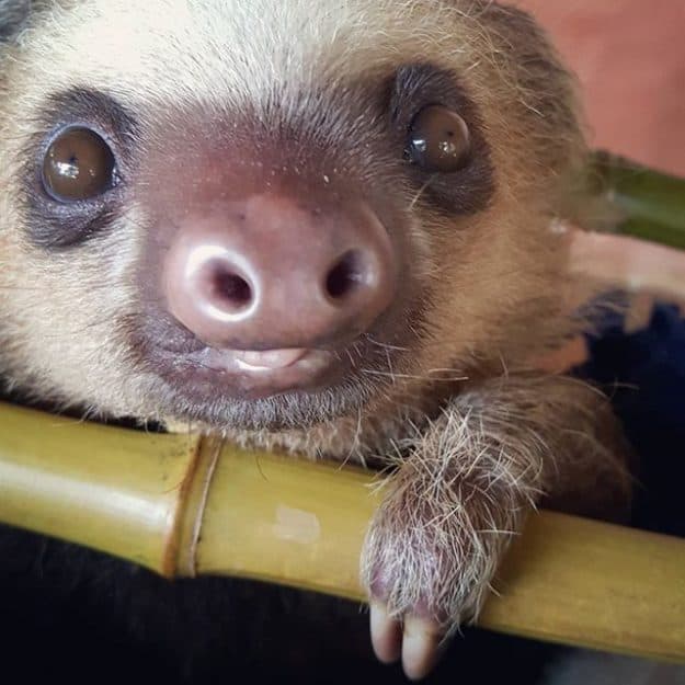 Videos: Ironman 'competition' Raises Funds For Orphaned Baby Sloths