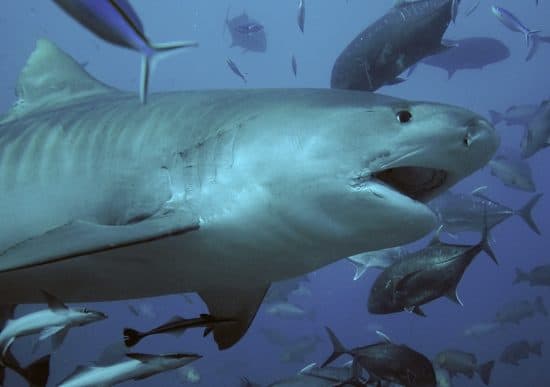 U.S. tourist killed in shark attack off Costa Rica's Isla del Coco