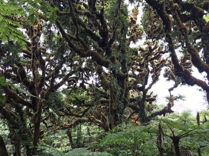 Cocos Island