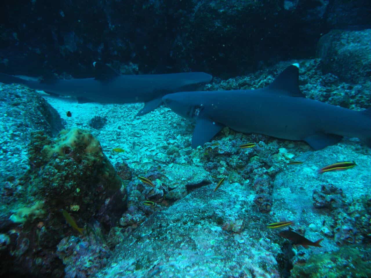 Cocos Island Costa Rica Marine Life