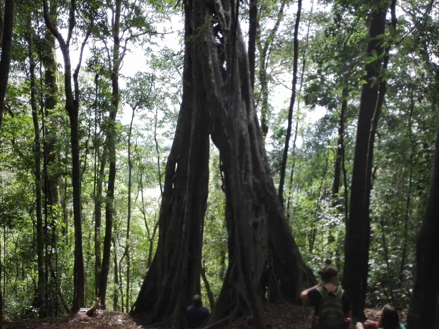 Strangler fig in Monteverde, Costa Rica