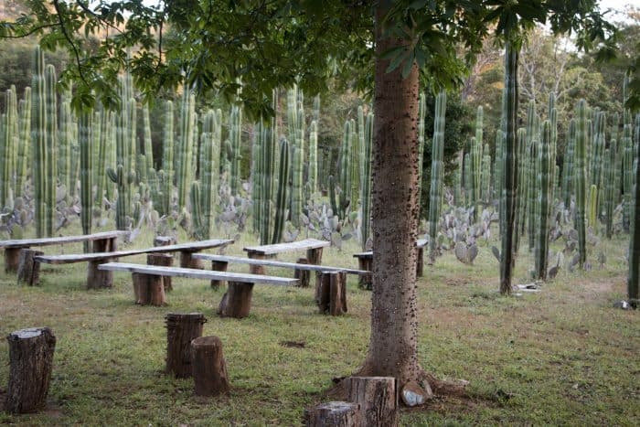 Tamarindo Labyrinth