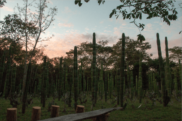 Tamarindo Labyrinth