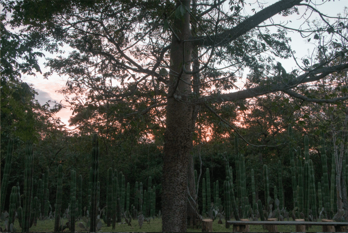 Tamarindo Labyrinth