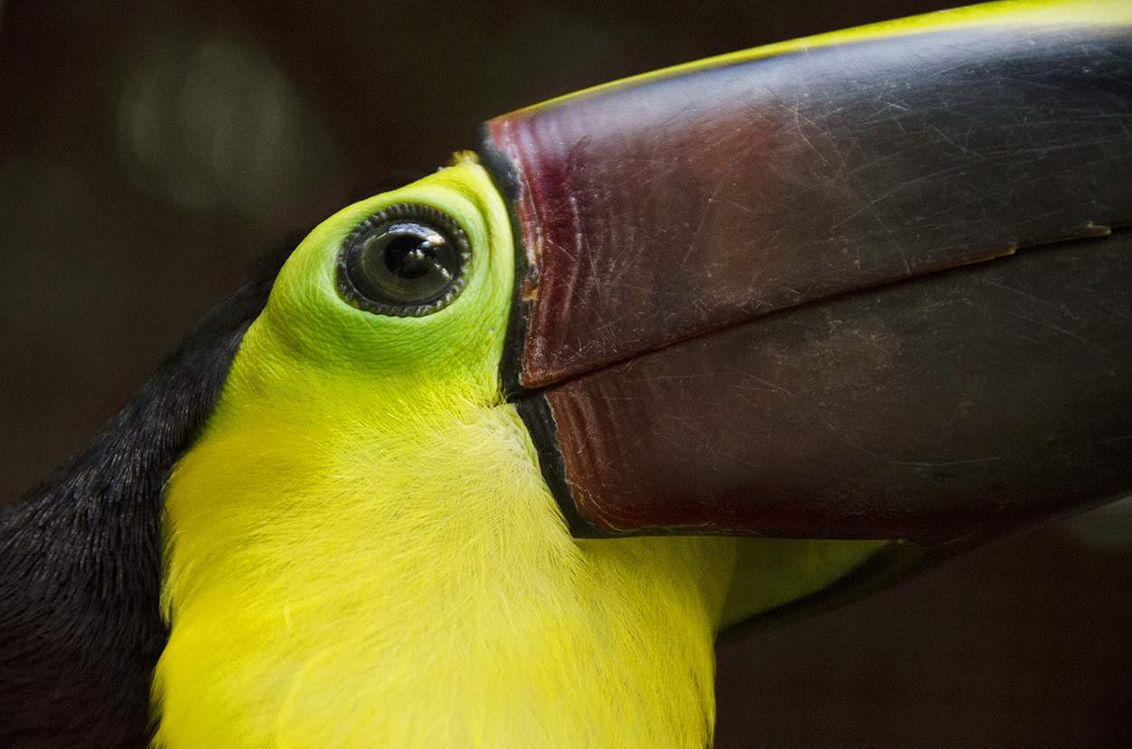 A toucan in Costa Rica