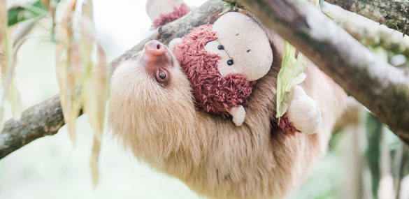 Saving Sloths in the Rainforest Costa Rica