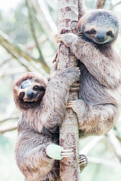 Kids Saving the Rainforest