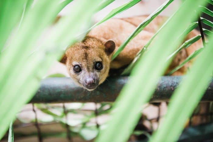 Kids Saving the Rainforest