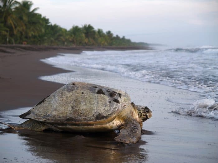 A sea turtle prepares to lay her eggs at Tortuguero National Park, Costa Rica.