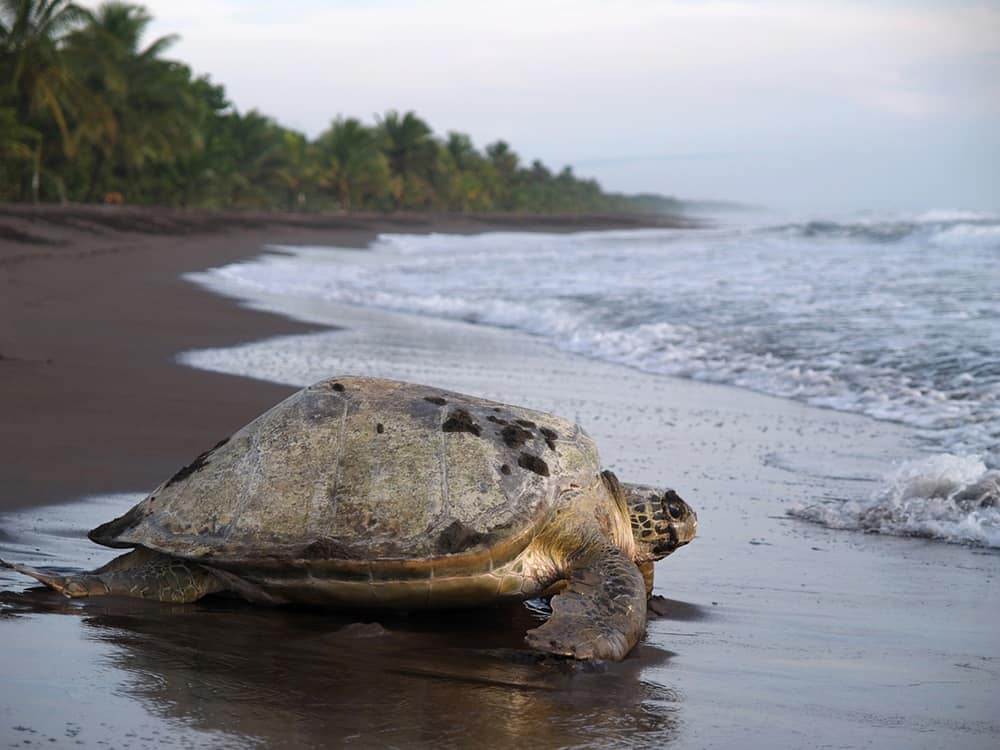 Costa Rica Wildlife Protection