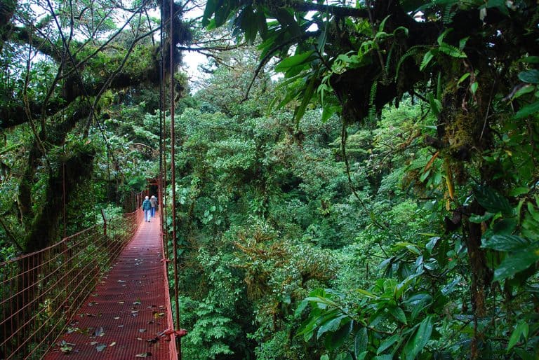 Rainforest in Monteverde Costa Rica