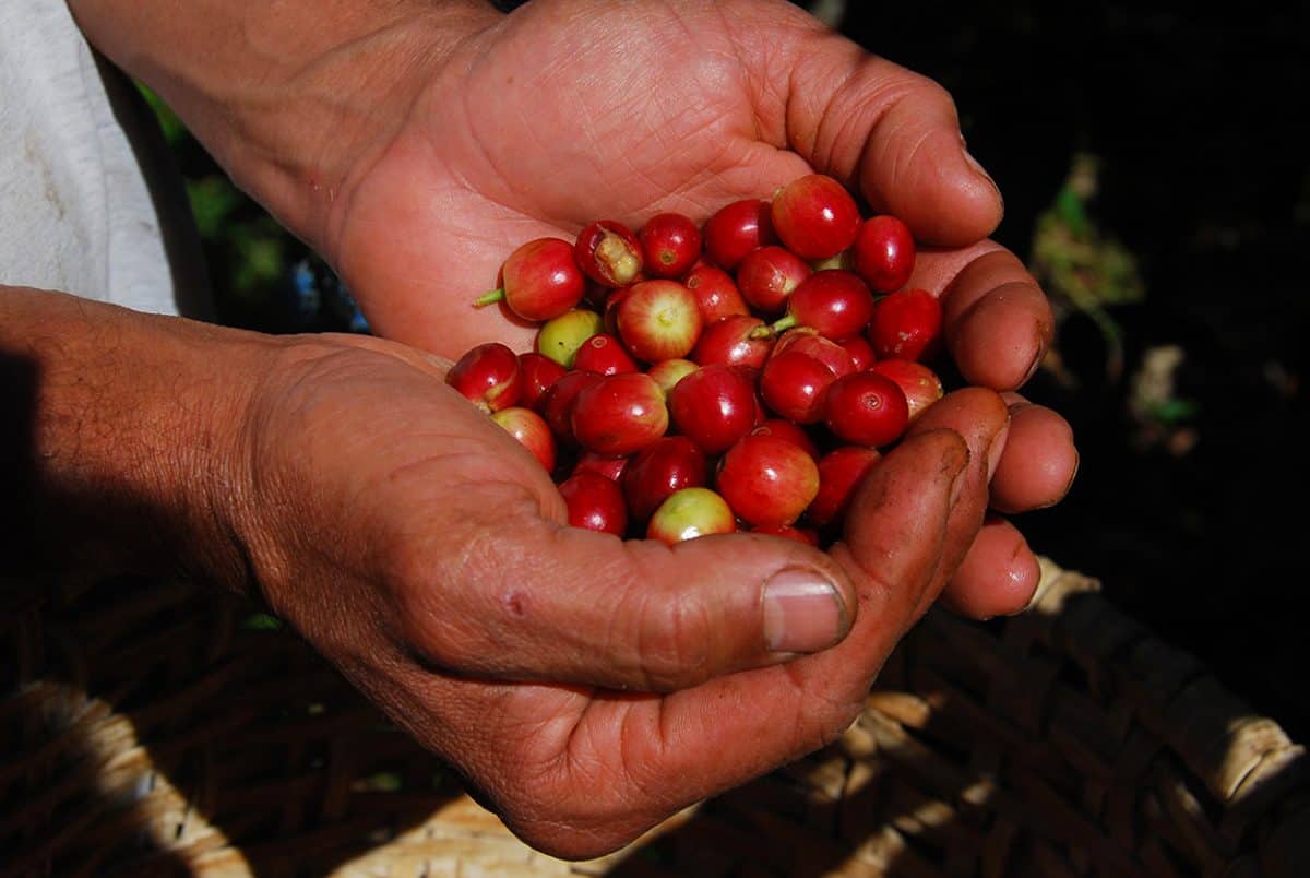 Costa Rica Coffee Harvest