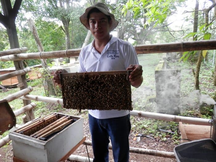 Costa Rican beekeeper Kenneth Morera with a frame of bees.