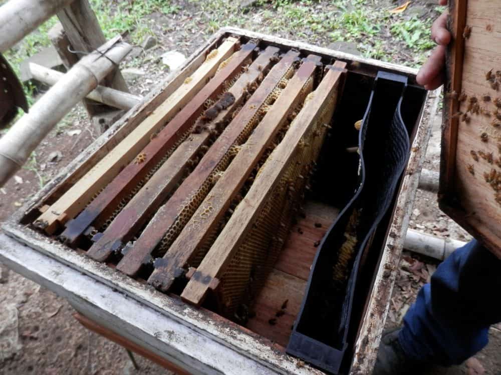 Costa Rican Bee Can Costa Rica save its bees?