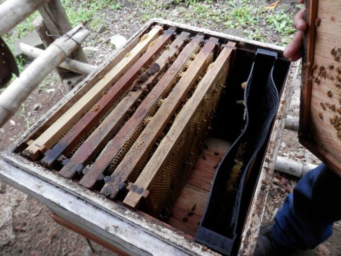 Frames of bees in Atenas, Alajuela, Costa Rica