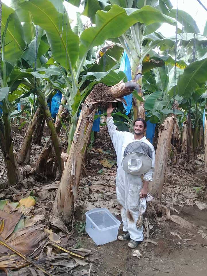 How to love bees and save the world: Puerto Viejo couple teach the ...