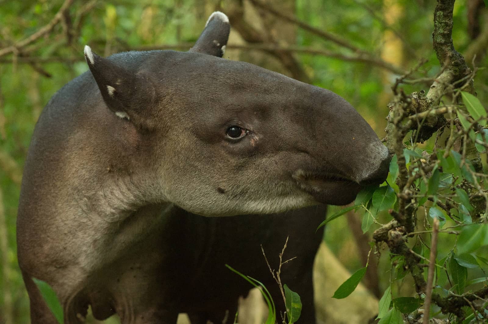 Costa Ricans Aim to Save the Tapir through Nai Conservation :