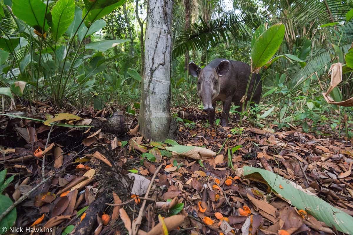 Tapir in Corcovado National Park Costa Rica