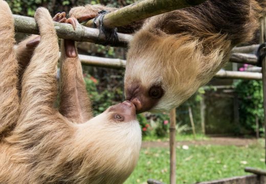 Slothy Sunday: Only one week until International Sloth Day!