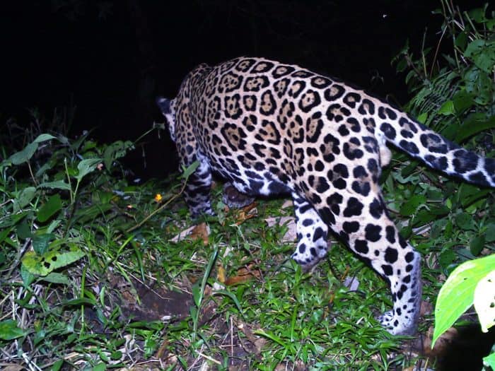 Jaguar at night in Costa Rica