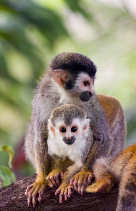 Titi Monkey Costa Rica