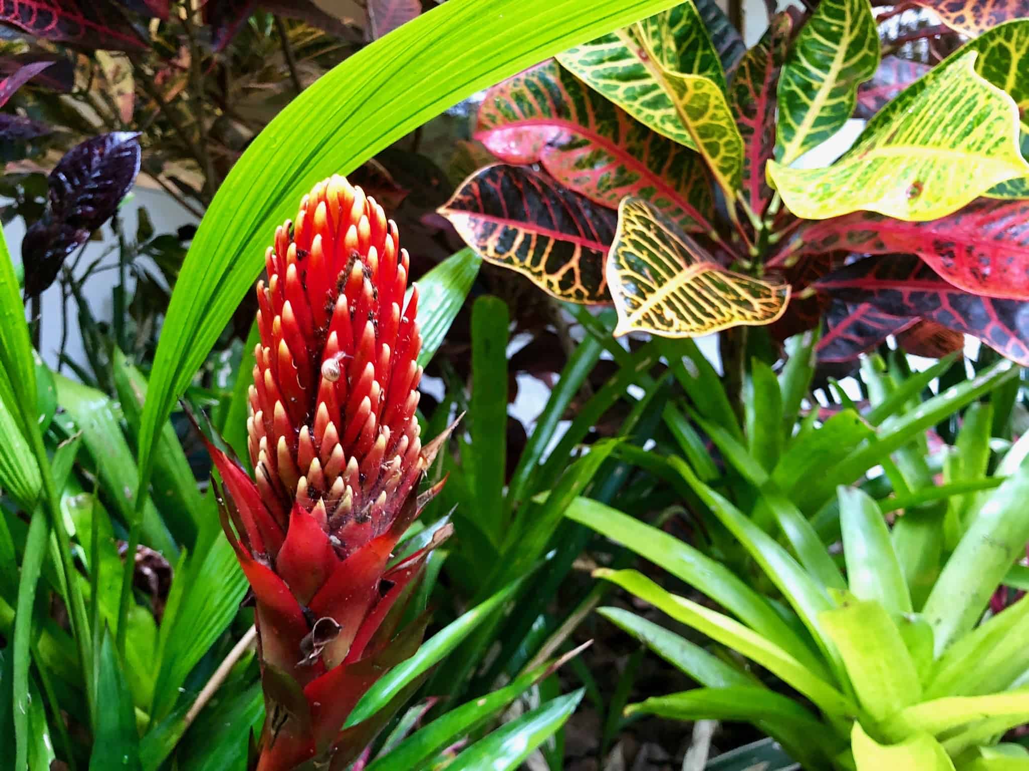 Bromeliad in Costa Rica