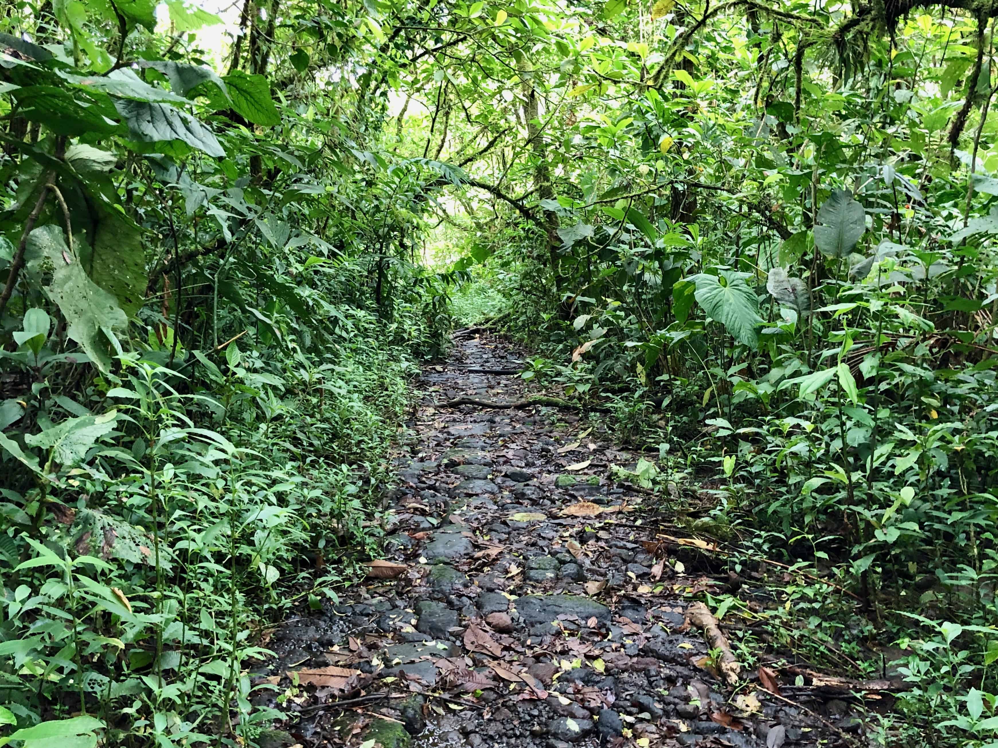 Costa Rica Rainforest Trail