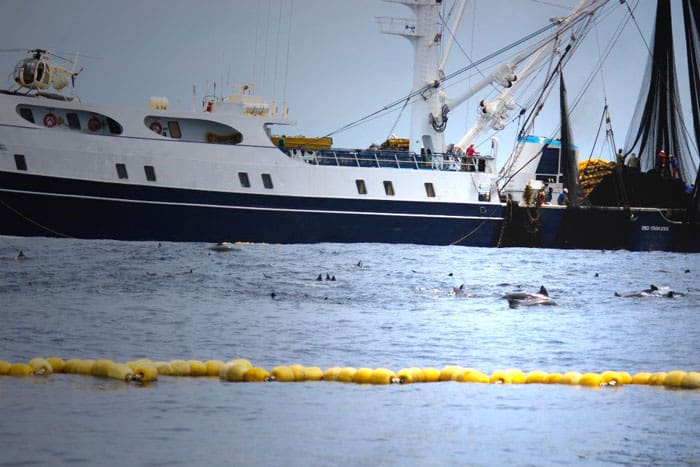 A purse seiner set ontop of dolphins to catch the tuna below.