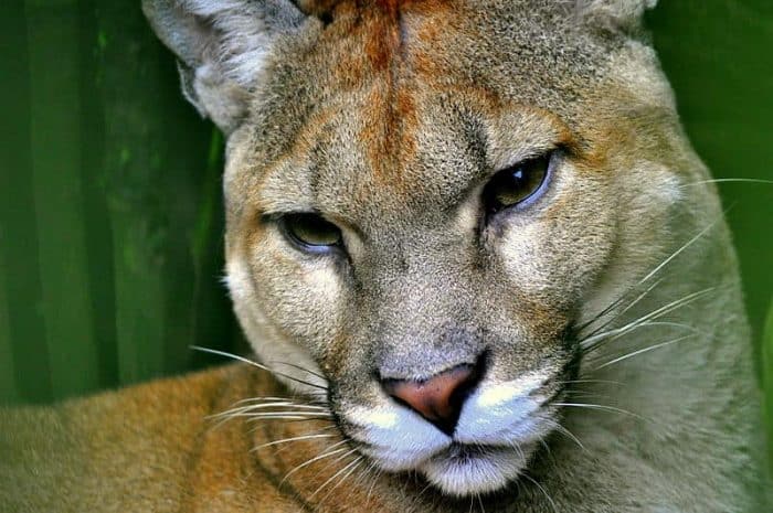 Puma spotted in Escazú; here's what to 