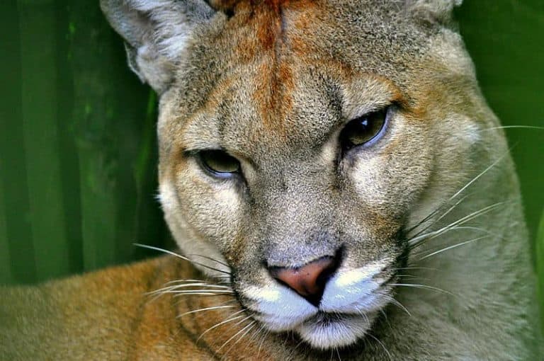 Puma spotted in Escazú; here's what to do if you see it