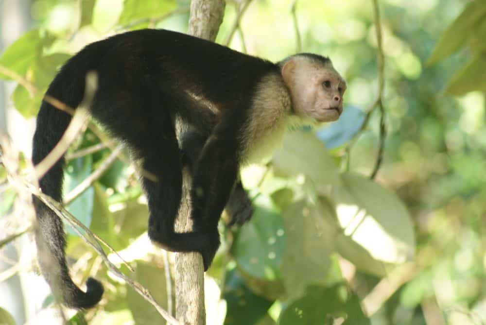 Costa Rica Capuchin monkeys