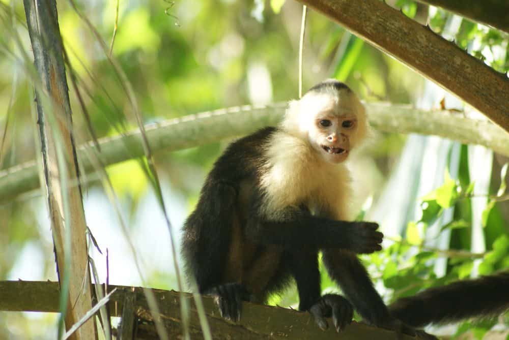 Costa Rica Capuchin monkeys