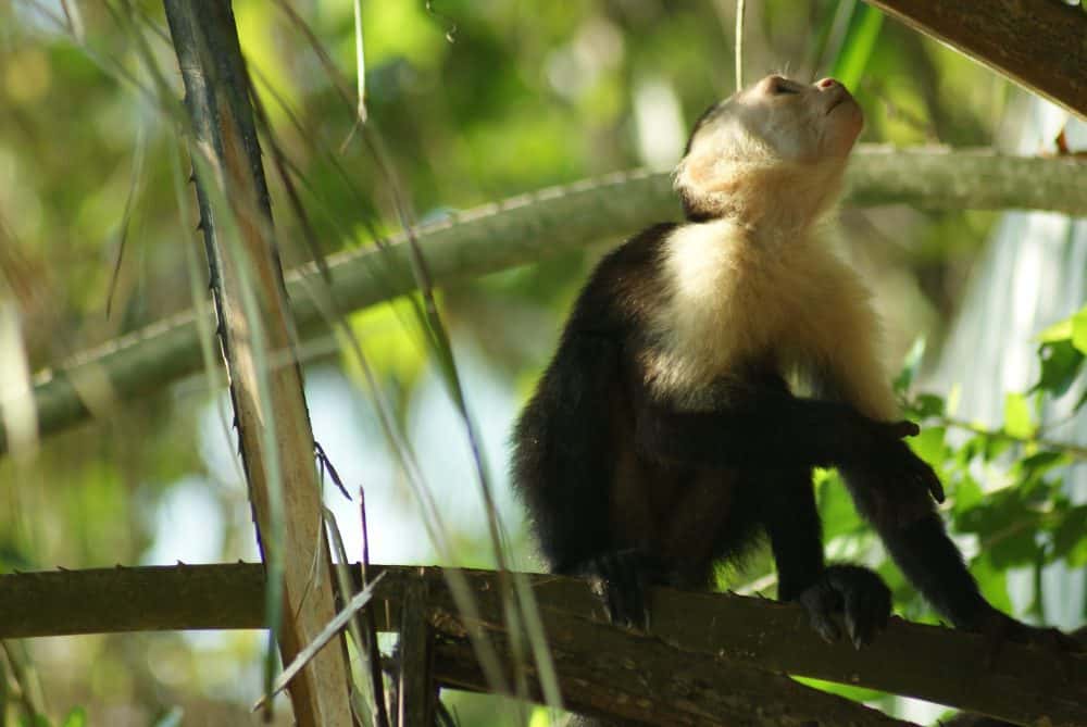 Costa Rica Capuchin monkeys