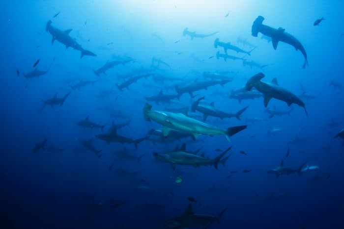 Hammerhead sharks in Costa Rica
