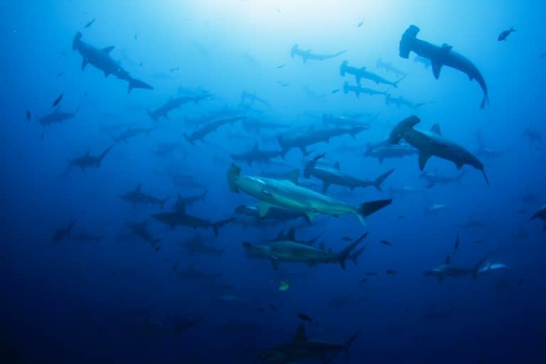 Costa Rica Minister Slams NGO “Blackmail” Following Ocean Award