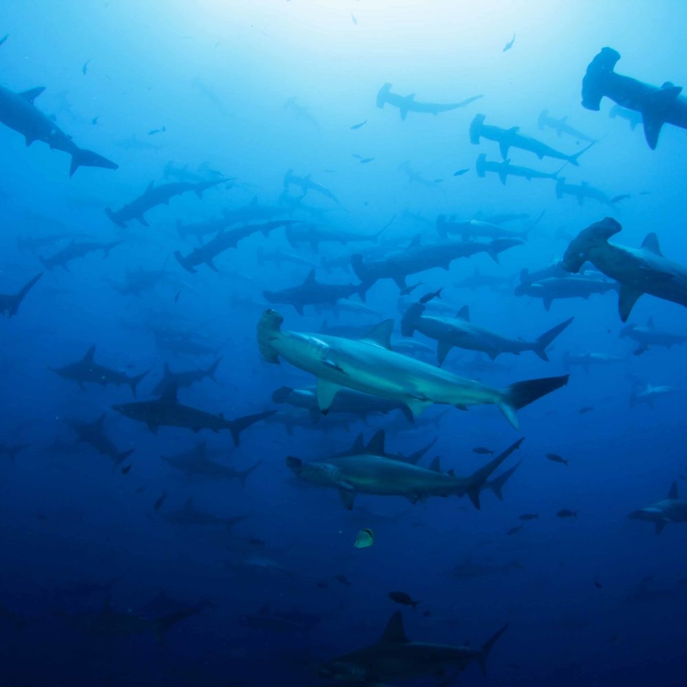 Hammerhead sharks in Galapagos marked to study route through the ...