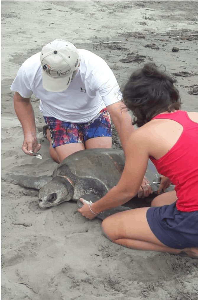 Volunteers assist with sea turtle conservation work on a Costa Rican beach. Conservation travel programs like these were among the trips affected by GVI’s shutdown.
