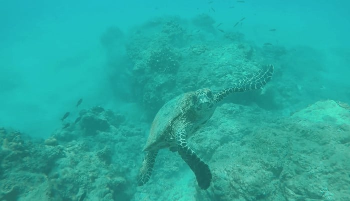 Sea Turtles in Costa Rica