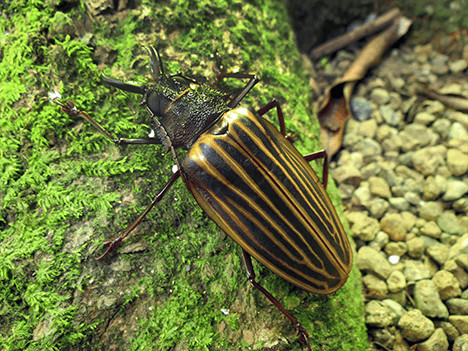 A long-horned beetle (Macrodontia batesi) Costa Rica