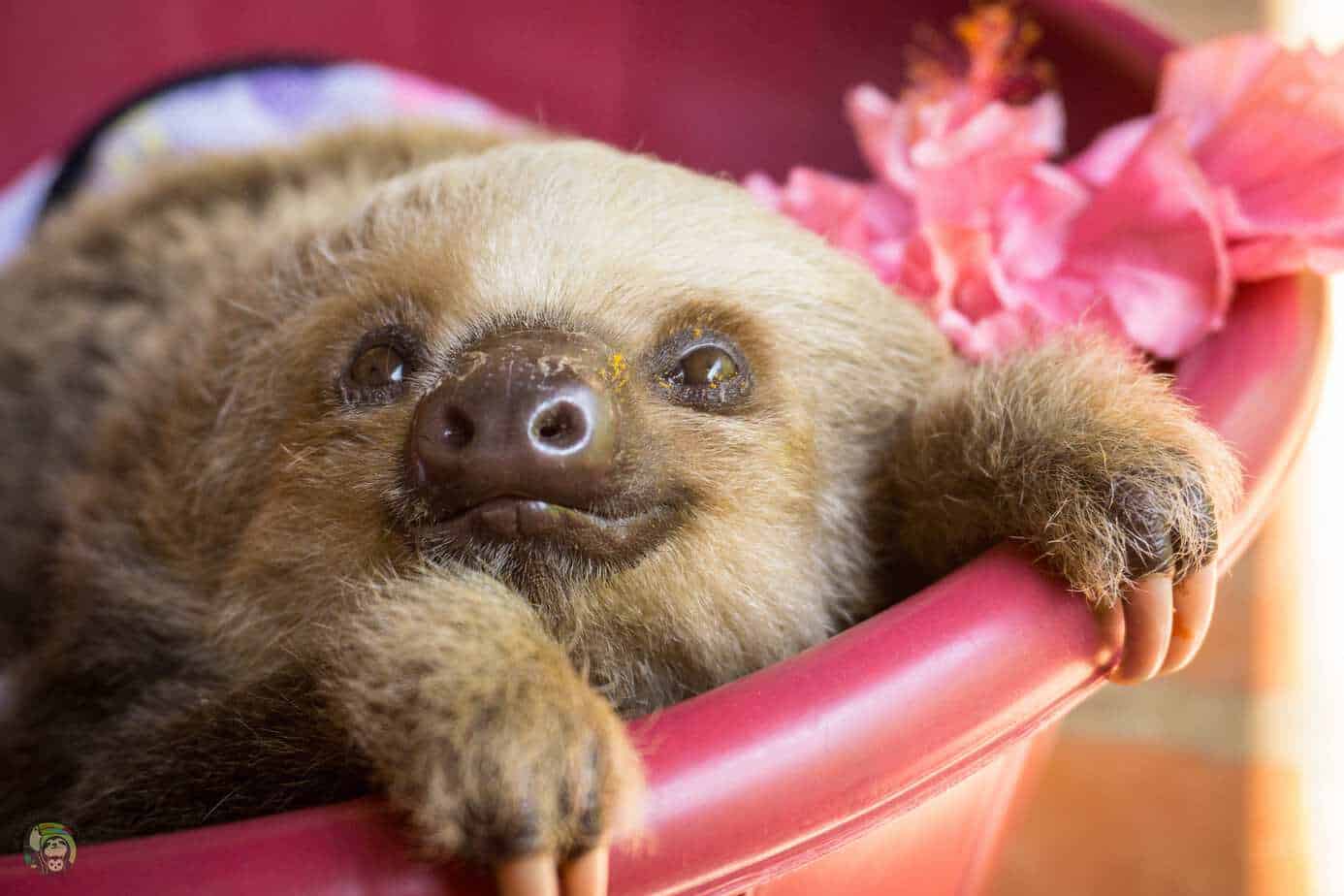Anise, a two-fingered sloth at Toucan Rescue Ranch in Costa Rica.