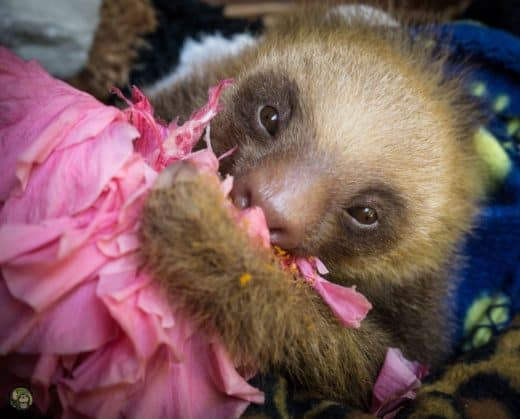 Slothy Sunday: For the love of sloths