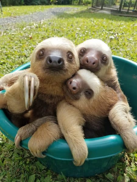 Two-toed sloth in Costa Rica