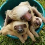 Two-toed sloth in Costa Rica