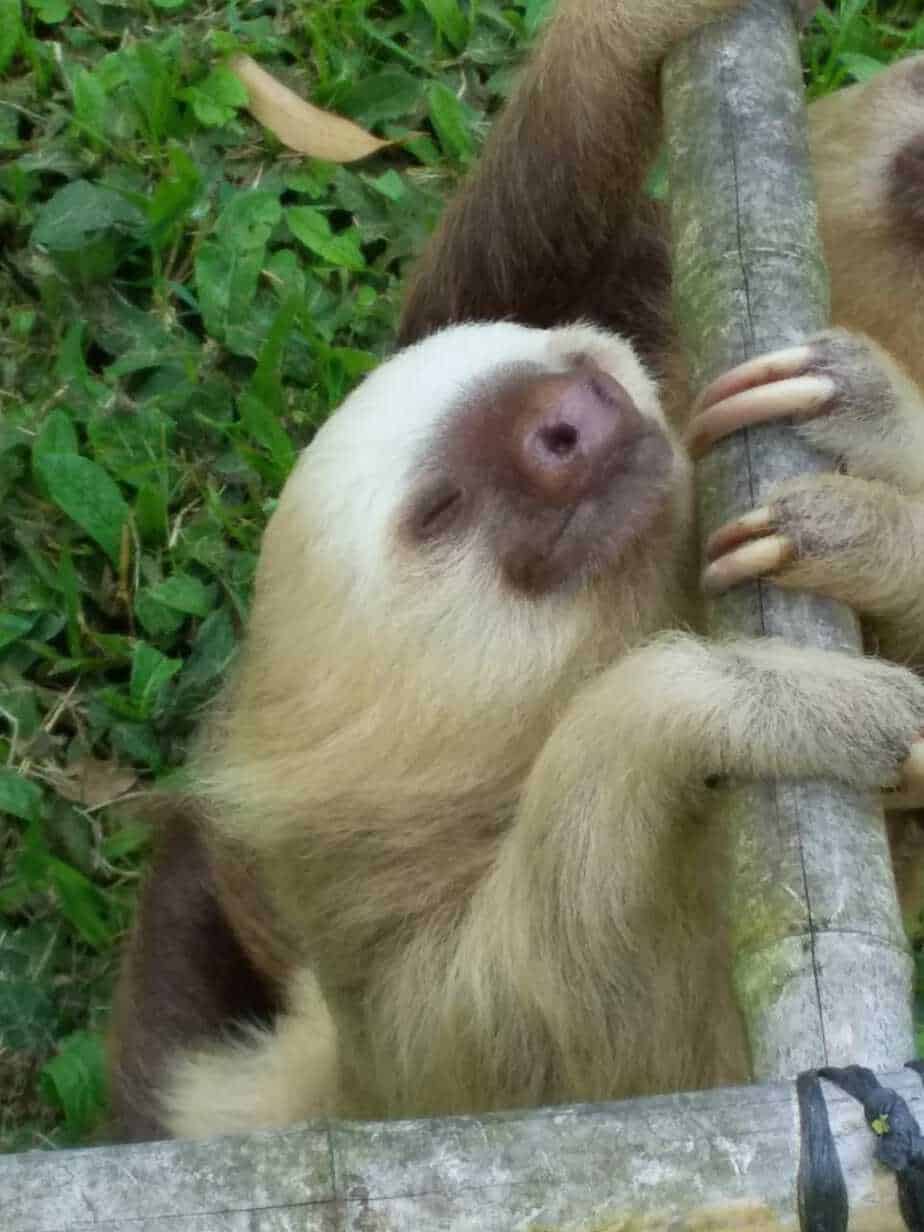 Sloth in Costa Rica