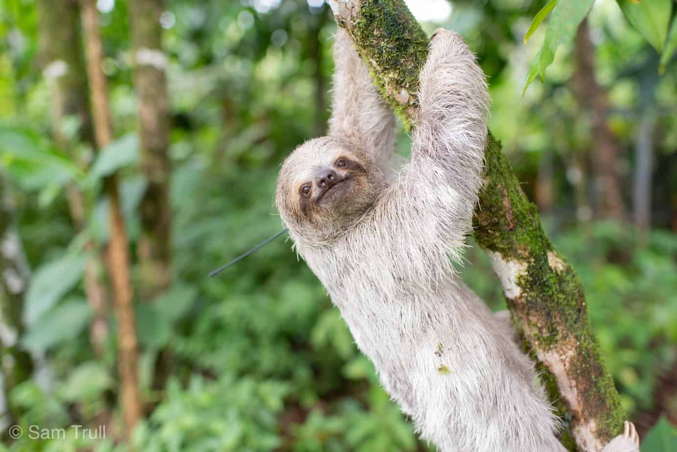 Saving Sloths Together