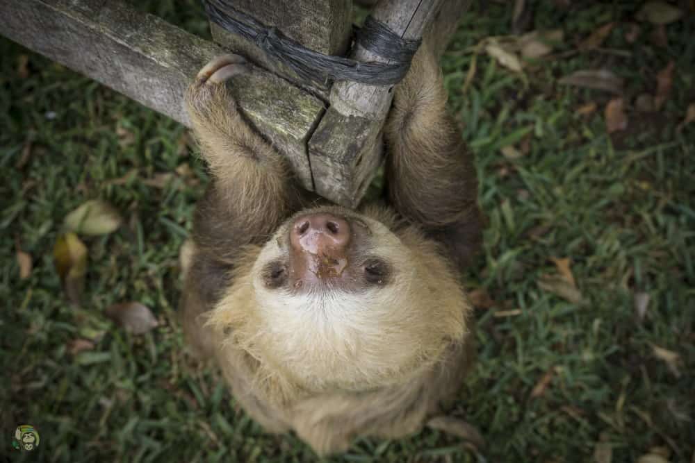 Sloth at Toucan Rescue Ranch